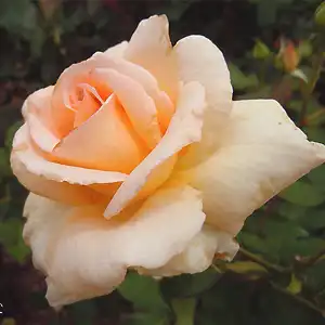 Trandafiri hibrizi Tea - Trandafiri - Diorama - 